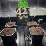 Cape Grows x Fastbuds Auto CBD
