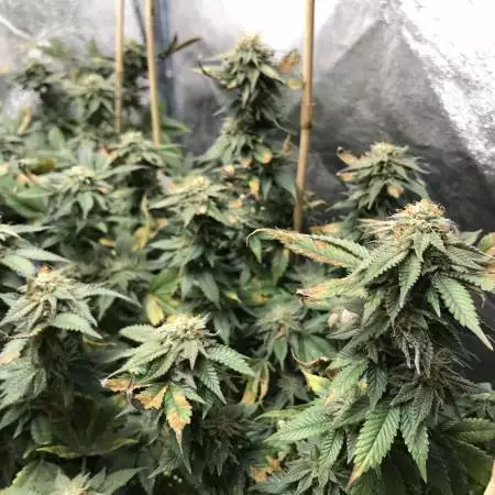 San Bacio Gelato SOG