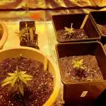Cloverfield's First Grow in Ireland 