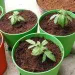I like big bud...