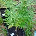 [OUT][AUTO] 2Fast 4buds x Seedsman #1
