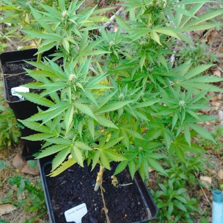 [OUT][AUTO] 2Fast 4buds x Seedsman #1