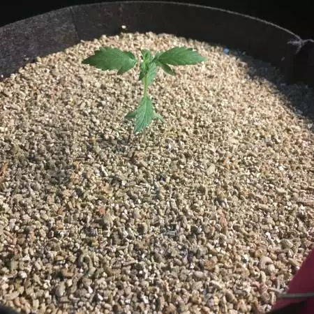 Cookies auto - Dinafem 