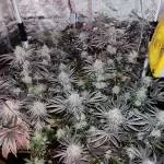 Citron givré de th seeds