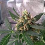 Amnesia Auto 12/12 from seed