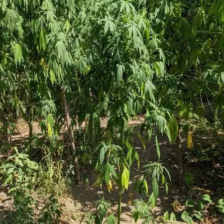 Tangie 'Regular seed' Outdoor 