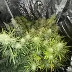 Aeroponic Auto Straw/Banana and GP XL