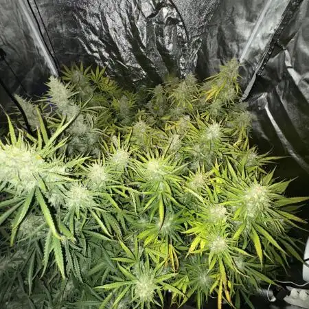Aeroponic Auto Straw/Banana and GP XL