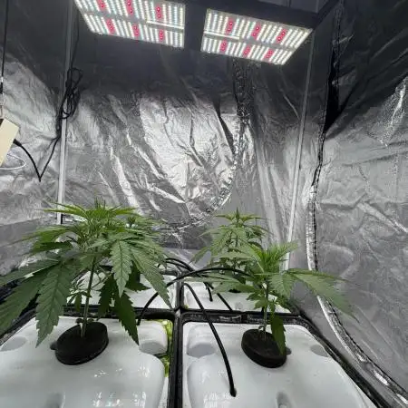 Auto Strawbey Banana and Green Poison XL