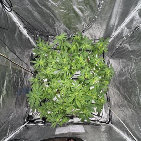 Gelato #33 Advanced seeds