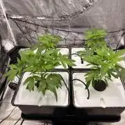 Gorilla Glue 4- GB seeds-Aeroponic (GG4)