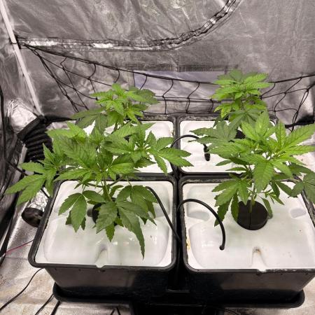 Gorilla Glue 4- GB seeds-Aeroponic (GG4)