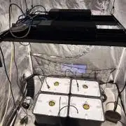 Gorilla Glue 4- GB seeds-Aeroponic (GG4)