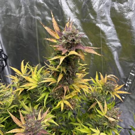 Aeroponic Auto Straw/Banana and GP XL