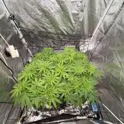 Gorilla Glue 4- GB seeds-Aeroponic (GG4)