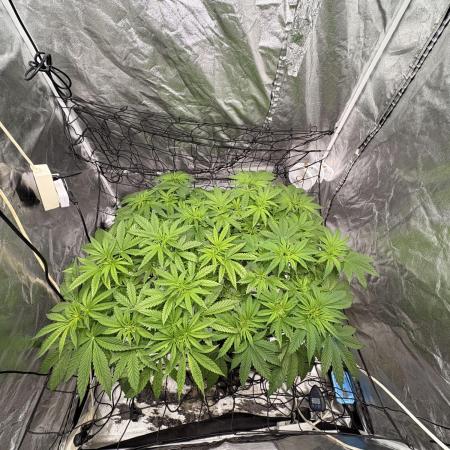 Gorilla Glue 4- GB seeds-Aeroponic (GG4)