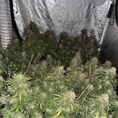 Mandarin Zkittlew (Ethos Genetics)