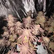 Gelato #33 Advanced seeds