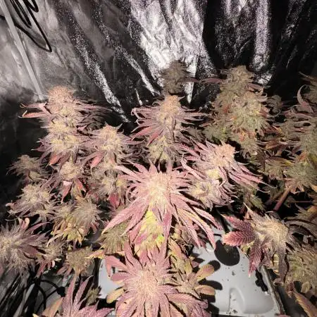 Gelato #33 Advanced seeds