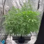 Aeroponic Auto Straw/Banana and GP XL