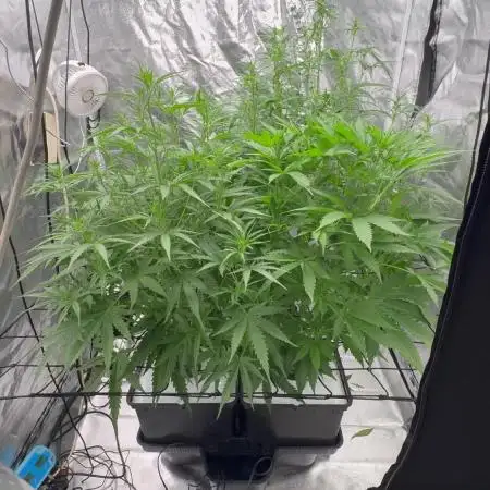 Aeroponic Auto Straw/Banana and GP XL