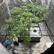 Gelato #33 Advanced seeds