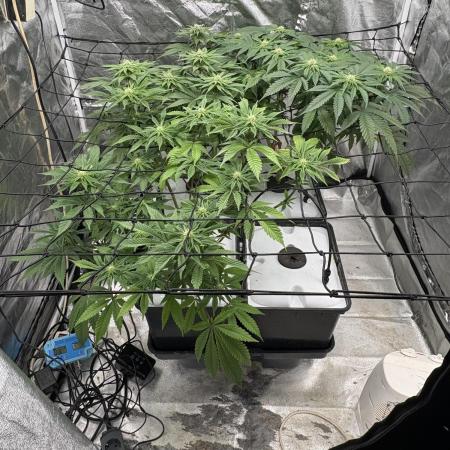 Gelato #33 Advanced seeds