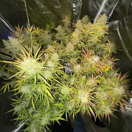Auto Straw/Banana and GP XL Aeroponic