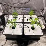 Gorilla Glue 4- GB seeds-Aeroponic (GG4)