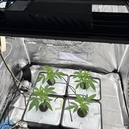 Auto Strawbey Banana and Green Poison XL