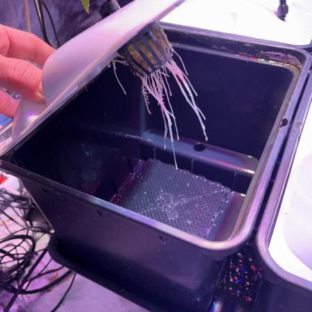 Gelato #33 Advanced seeds