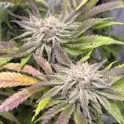 Gelato #33 Advanced seeds