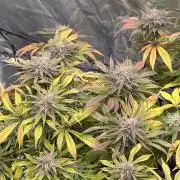 Gelato #33 Advanced seeds