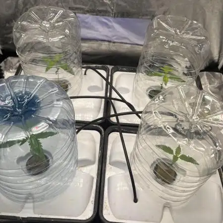 Auto Strawbey Banana and Green Poison XL