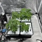 Gelato #33 Advanced seeds