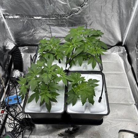 Gelato #33 Advanced seeds