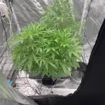 Auto Straw/Banana and Green Poison XL