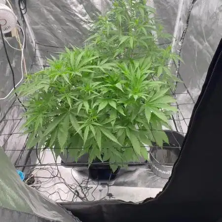 Auto Straw/Banana and Green Poison XL