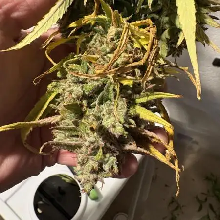Aeroponic Auto Straw/Banana and GP XL