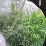 Aeroponic Auto Straw/Banana and GP XL
