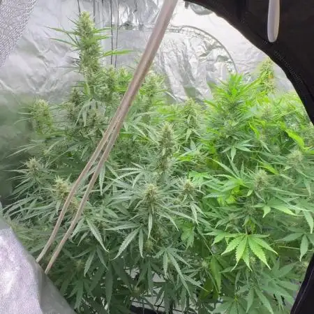 Aeroponic Auto Straw/Banana and GP XL