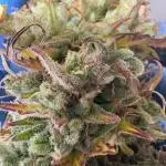 Aeroponic Auto Straw/Banana and GP XL