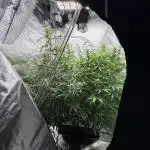 Aeroponic Auto Straw/Banana and GP XL