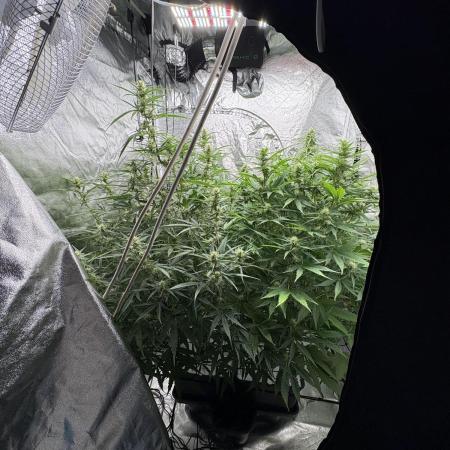 Aeroponic Auto Straw/Banana and GP XL