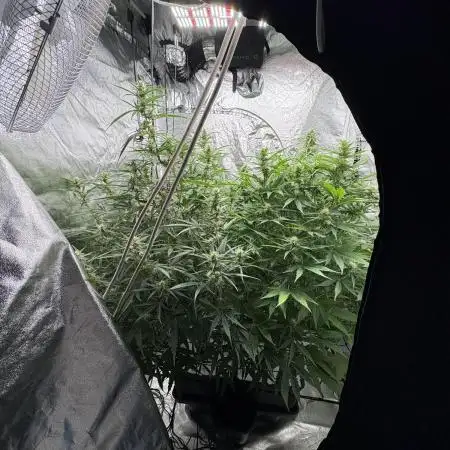 Aeroponic Auto Straw/Banana and GP XL