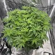 Gelato #33 Advanced seeds