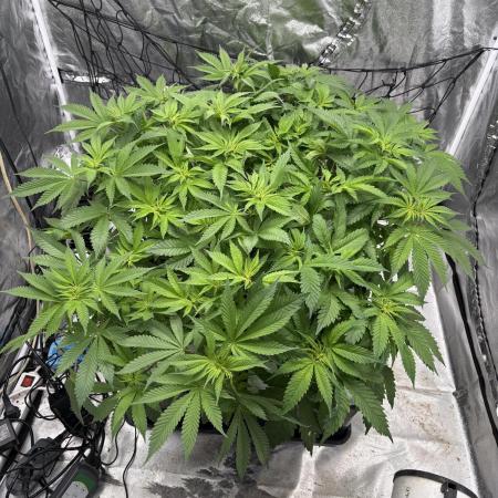 Gelato #33 Advanced seeds