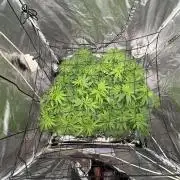 Gorilla Glue 4- GB seeds-Aeroponic (GG4)