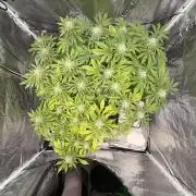 Gelato #33 Advanced seeds