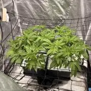 Gorilla Glue 4- GB seeds-Aeroponic (GG4)